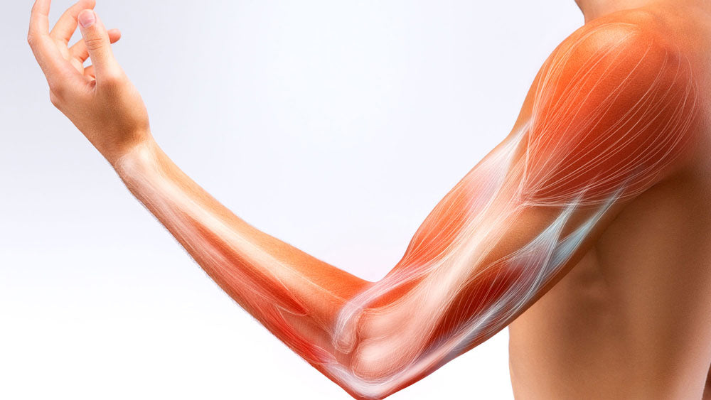 The Role Muscles Play in Joint Health